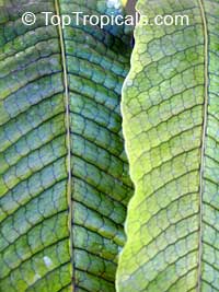 Microsorum musifolium, Alligator Fern, Crocodile Fern

Click to see full-size image