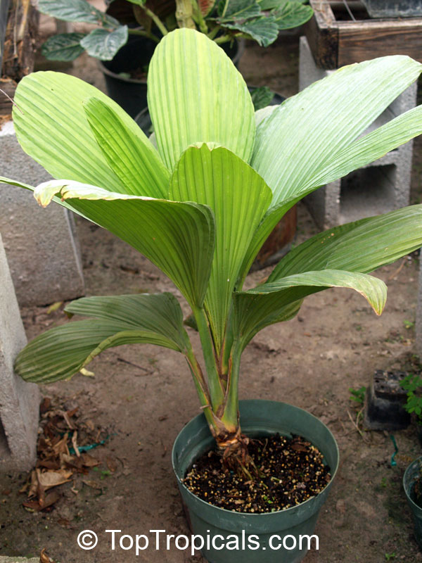 Carludovica sp., Carludovica Palm, Jungle Drum. Carludovica Peruvian Fan