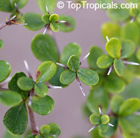Bucida spinosa, Bucida molinetti, Terminalia spinosa, Spiny Black Olive, Ming Tree

Click to see full-size image