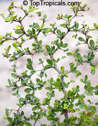 Bucida (Terminalia) spinosa - Spiny Black Olive

Click to see full-size image