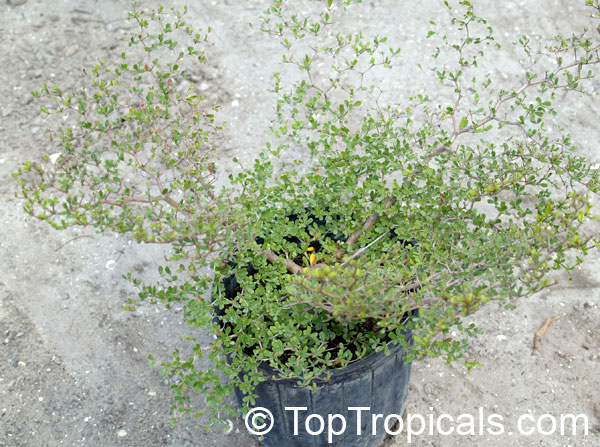 Bucida spinosa, Bucida molinetti, Terminalia spinosa, Spiny Black Olive, Ming Tree