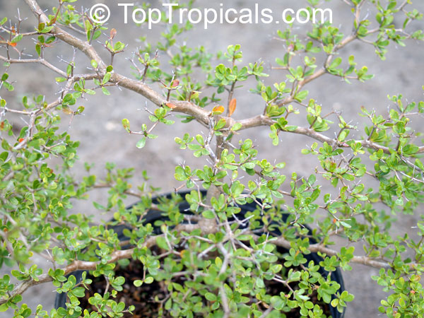 Bucida spinosa, Bucida molinetti, Terminalia spinosa, Spiny Black Olive, Ming Tree
