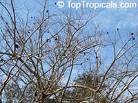Enterolobium cyclocarpum, Monkey Ear, Ear Pod Tree, Elephant Ear Tree, Eartree, Guanacaste Tree, Arbol de Guanacaste

Click to see full-size image