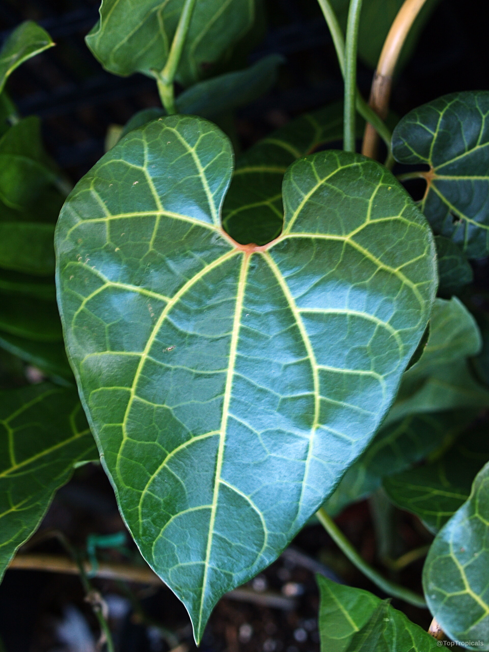 Aristolochia leuconeura (Pipe Flower) displays deep green foliage with prominent yellow veins in this close up. Aristolochia leuconeura (Pipe Flower) green heart-shaped leaves with yellow veins in a close up.