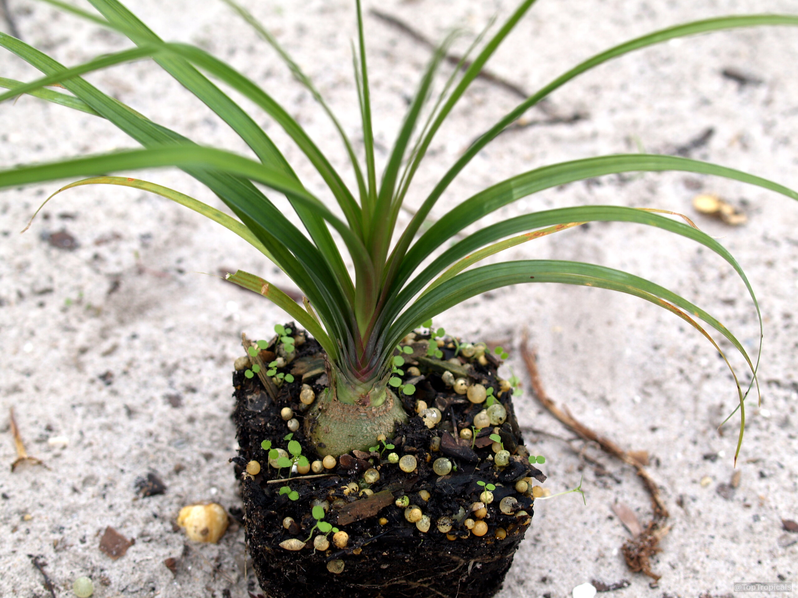 organic indoor plant fertilizer Big Green Leaves