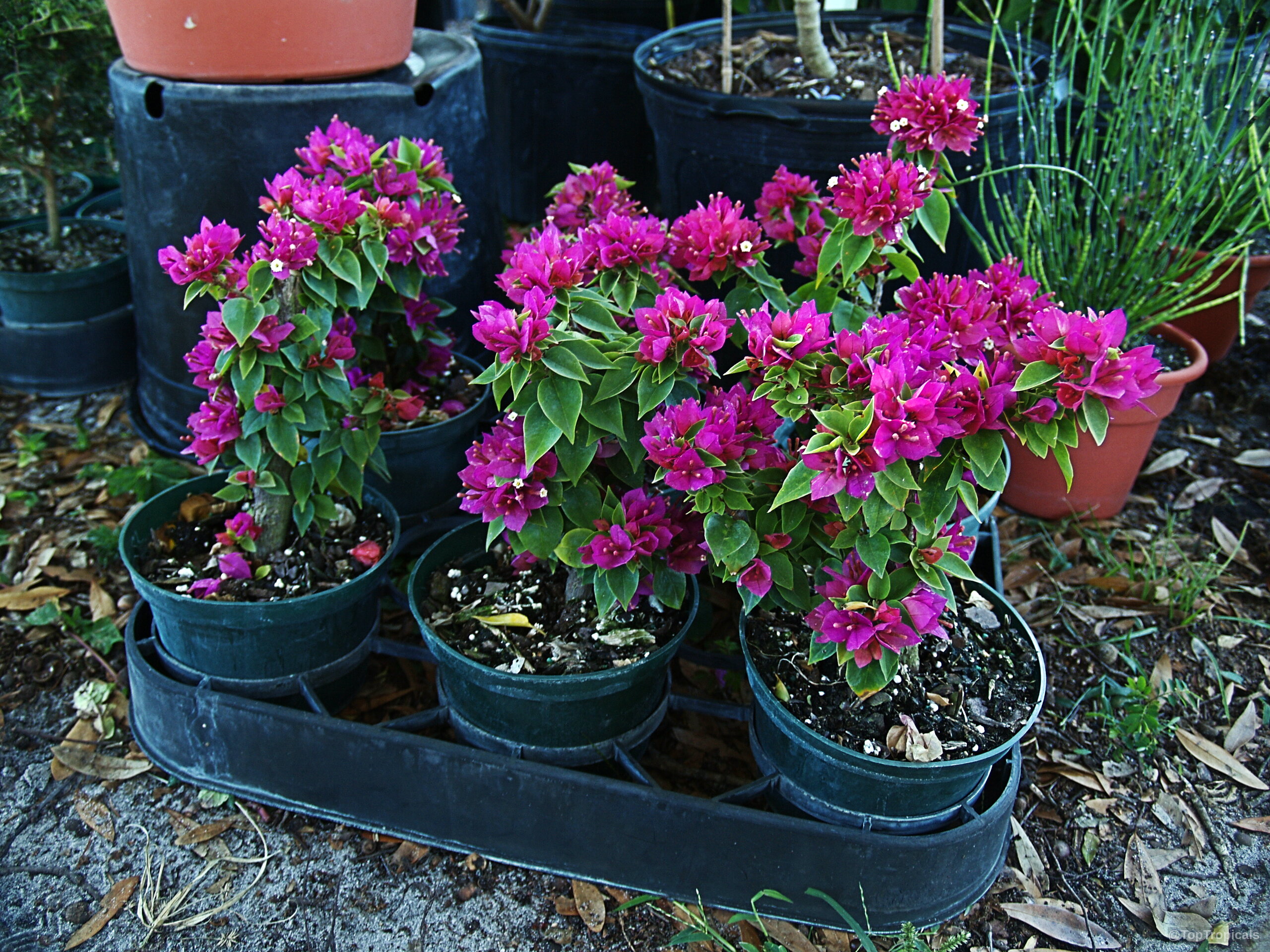 Bougainvillea arborea (Dwarf Bonsai Bougainvillea) 'Dwarf' with magenta flowers in black nursery plastic containers Bougainvillea arborea (Dwarf Bonsai Bougainvillea) 'Dwarf' pink flowers on a compact potted plant