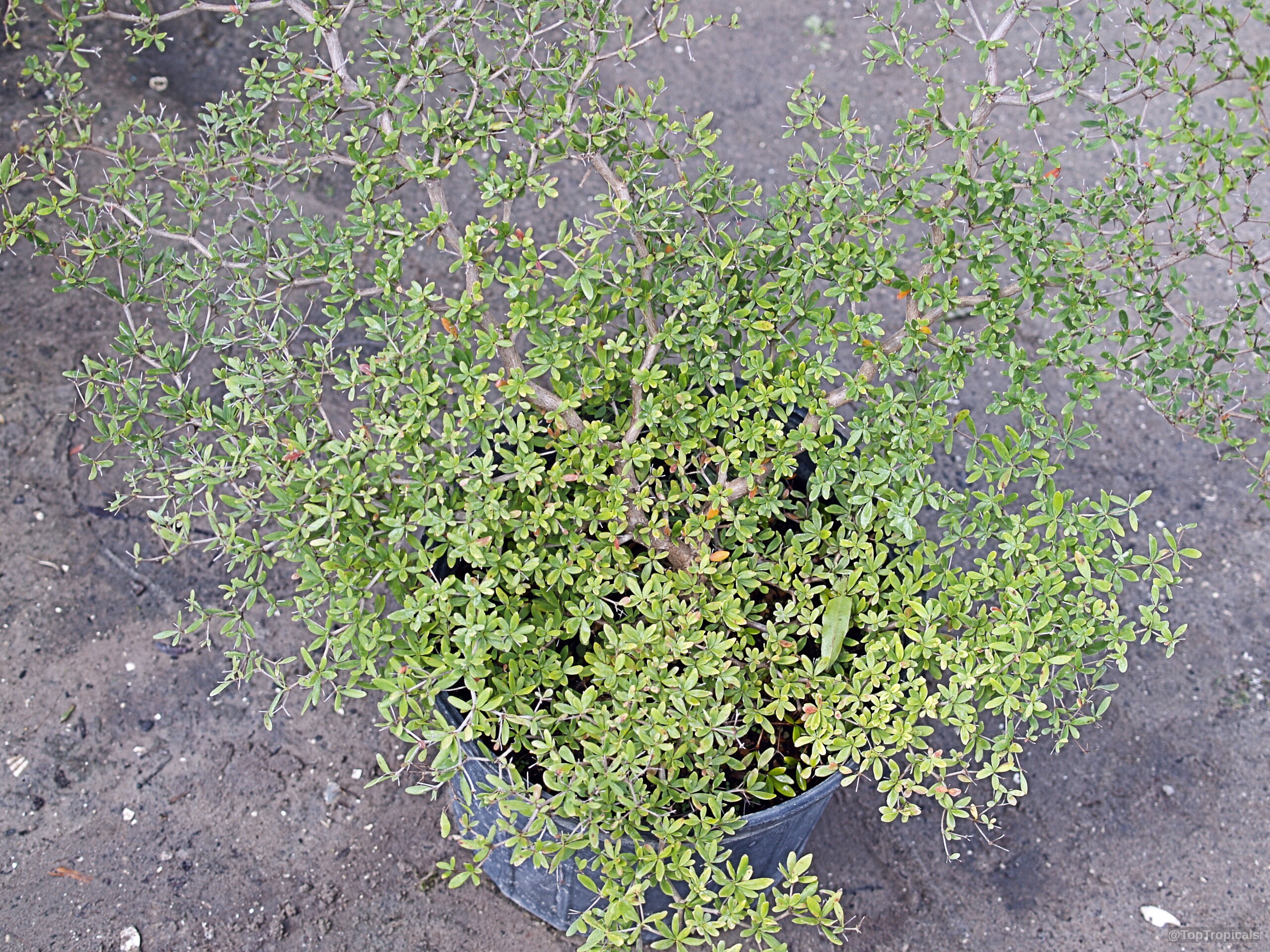 Bucida spinosa (Spiny Black Olive) grows as a compact shrub with fine green foliage textures. Bucida spinosa (Spiny Black Olive) with dense green leaves on thin woody branching plant