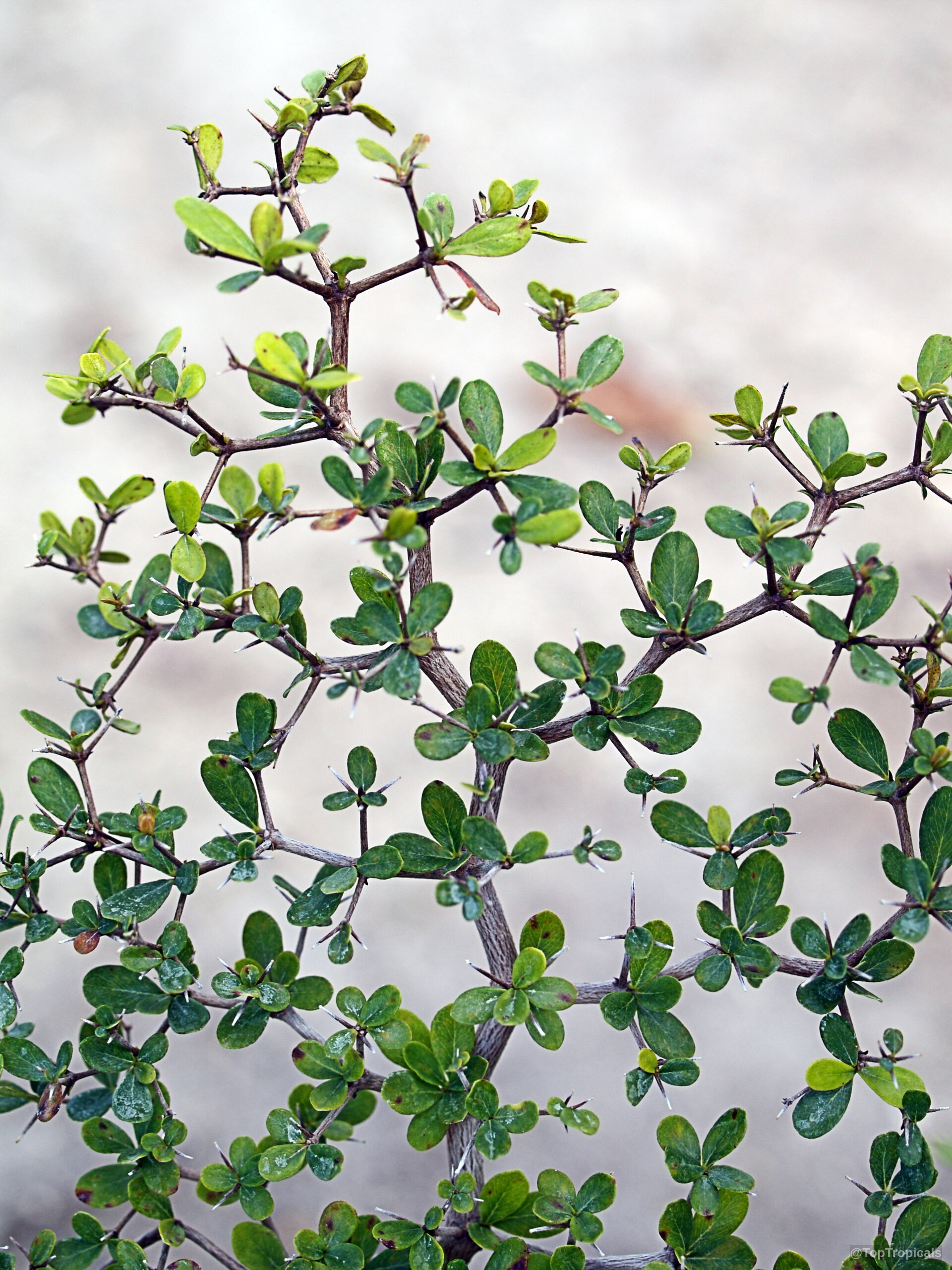 Bucida spinosa (Spiny Black Olive) stems with small rounded green leaves and many sharp thorns. Bucida spinosa (Spiny Black Olive) with small green leaves and sharp thorns on branches.