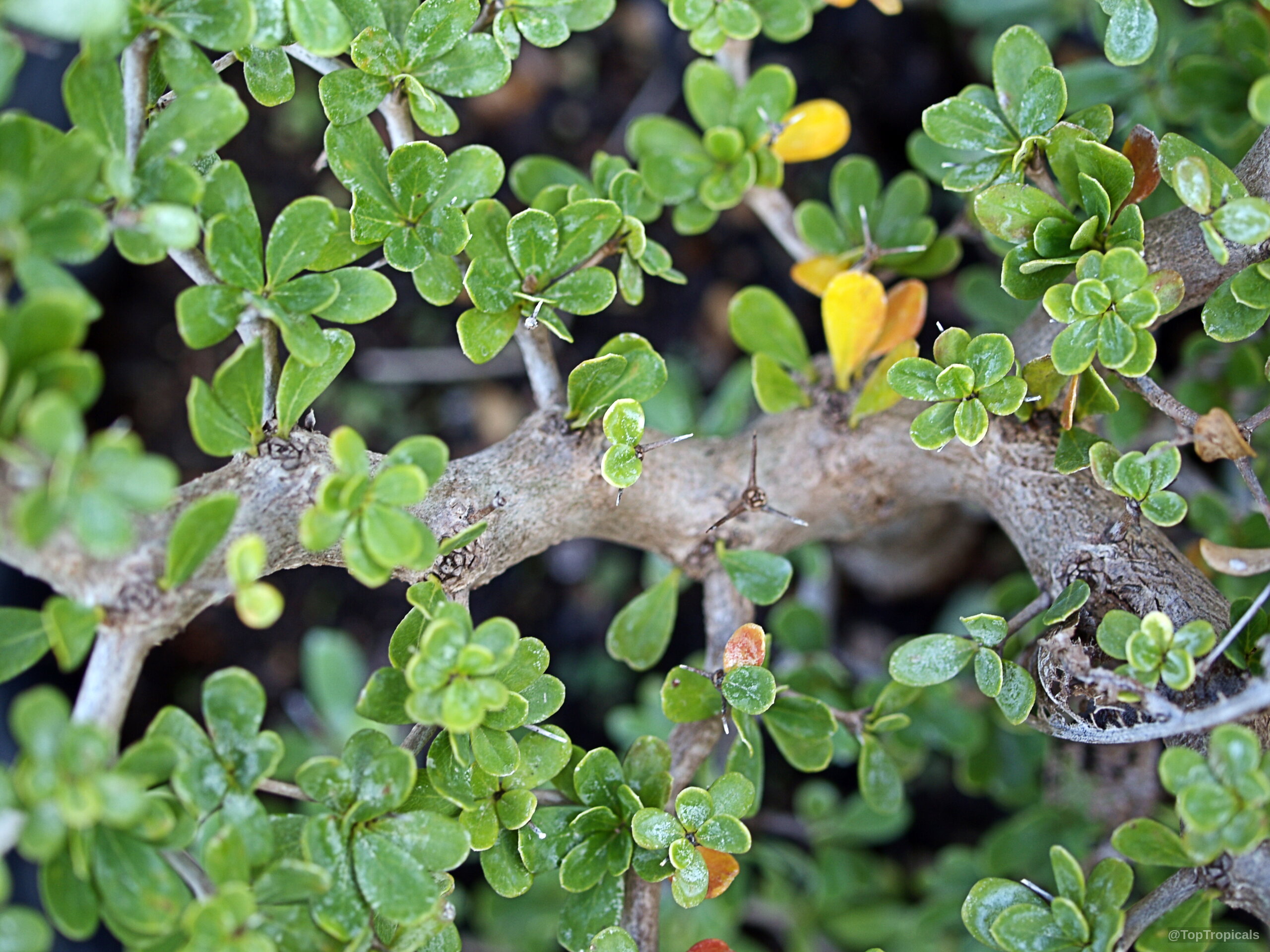 Bucida spinosa (Spiny Black Olive) branch showing small green foliage and sharp woody thorns. Bucida spinosa (Spiny Black Olive) with small green leaves and sharp thorns on thick branches.