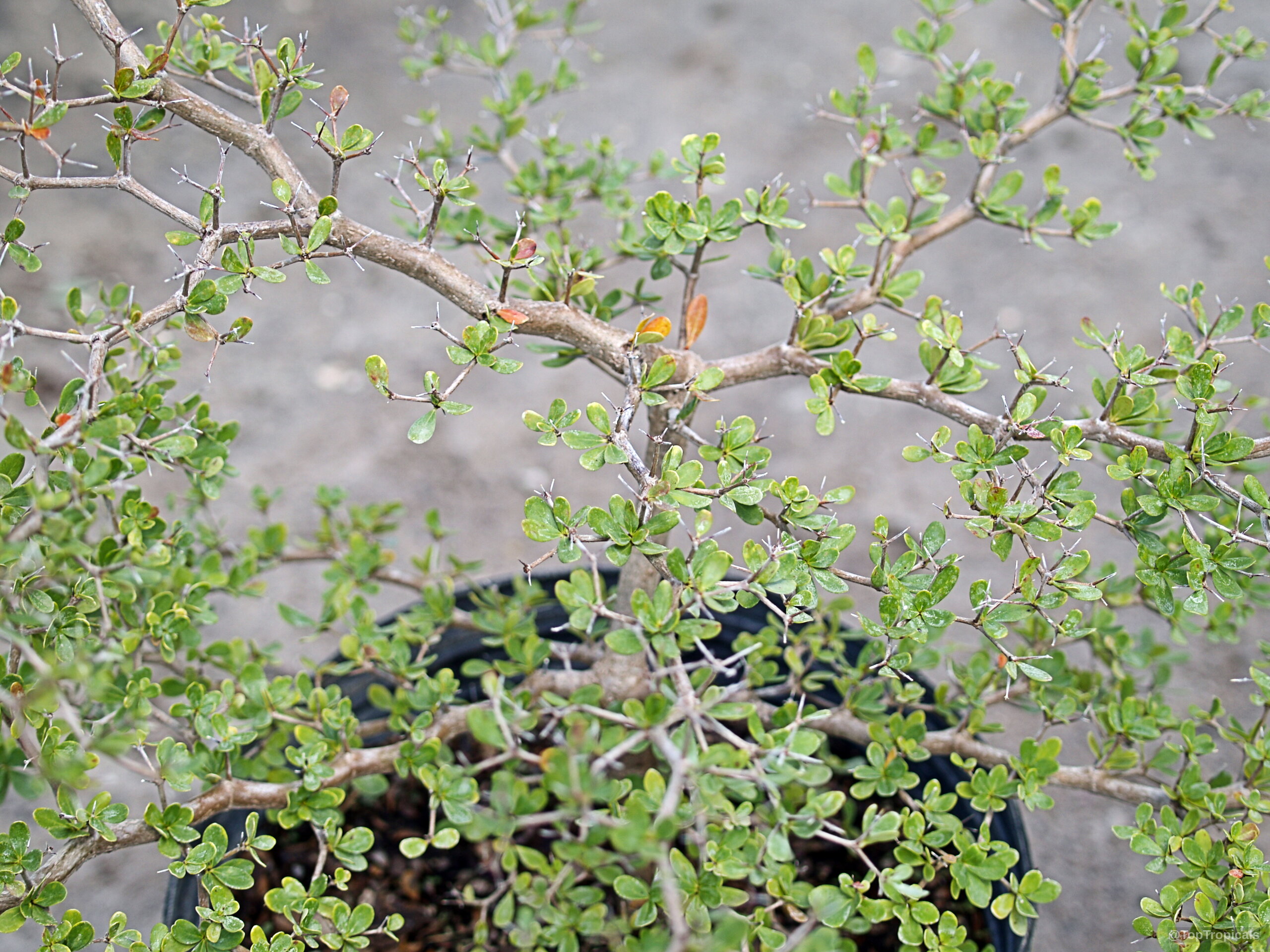 Bucida spinosa (Spiny Black Olive) with dense green leaves and sharp thorns growing in a pot. Bucida spinosa (Spiny Black Olive) with small green leaves and sharp thorns on woody branches