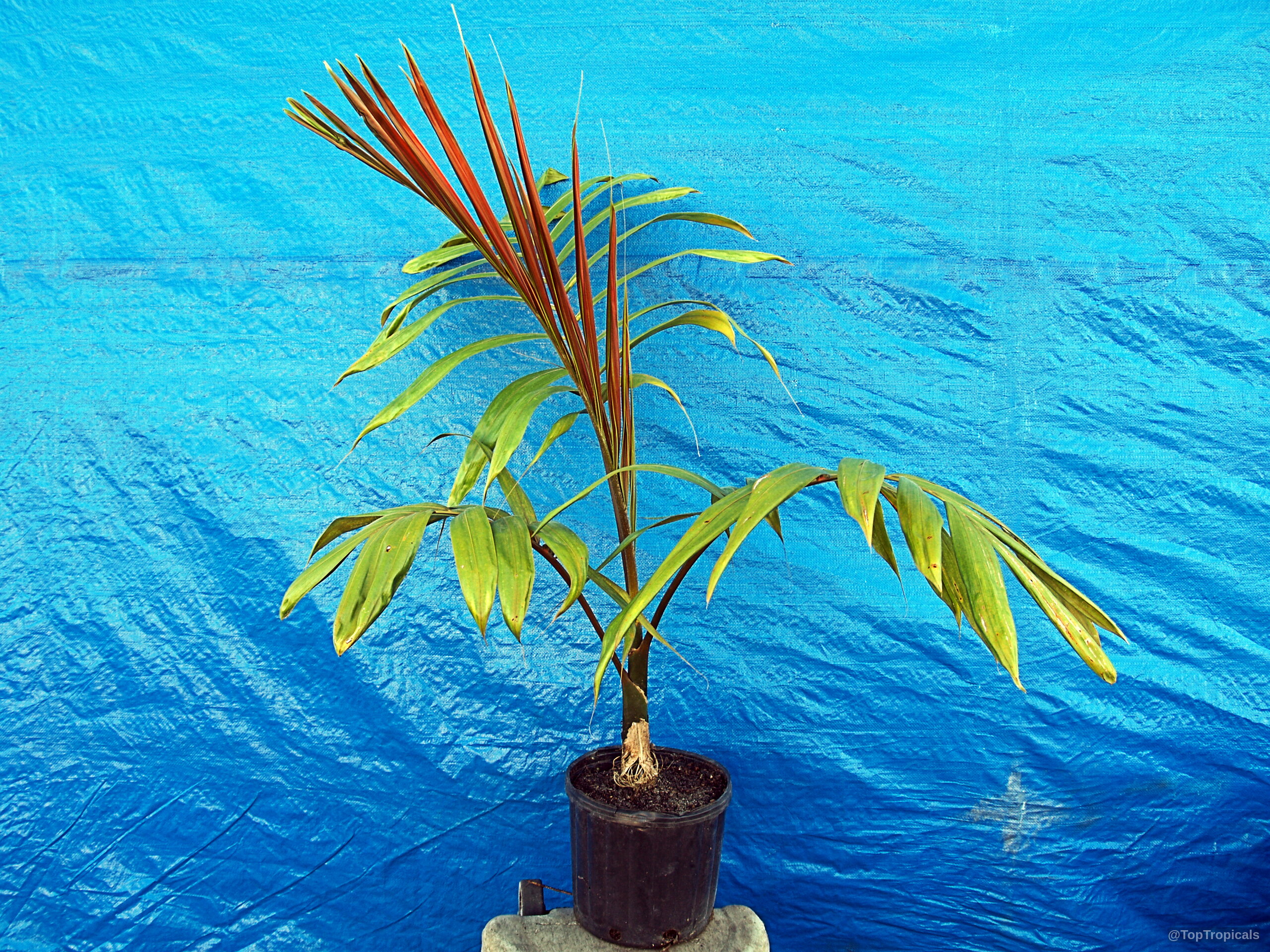 Chambeyronia macrocarpa (Red Leaf Palm) stands in a black pot with striking new red foliage. Chambeyronia macrocarpa (Red Leaf Palm) with bold red young leaves and green older palm plant.