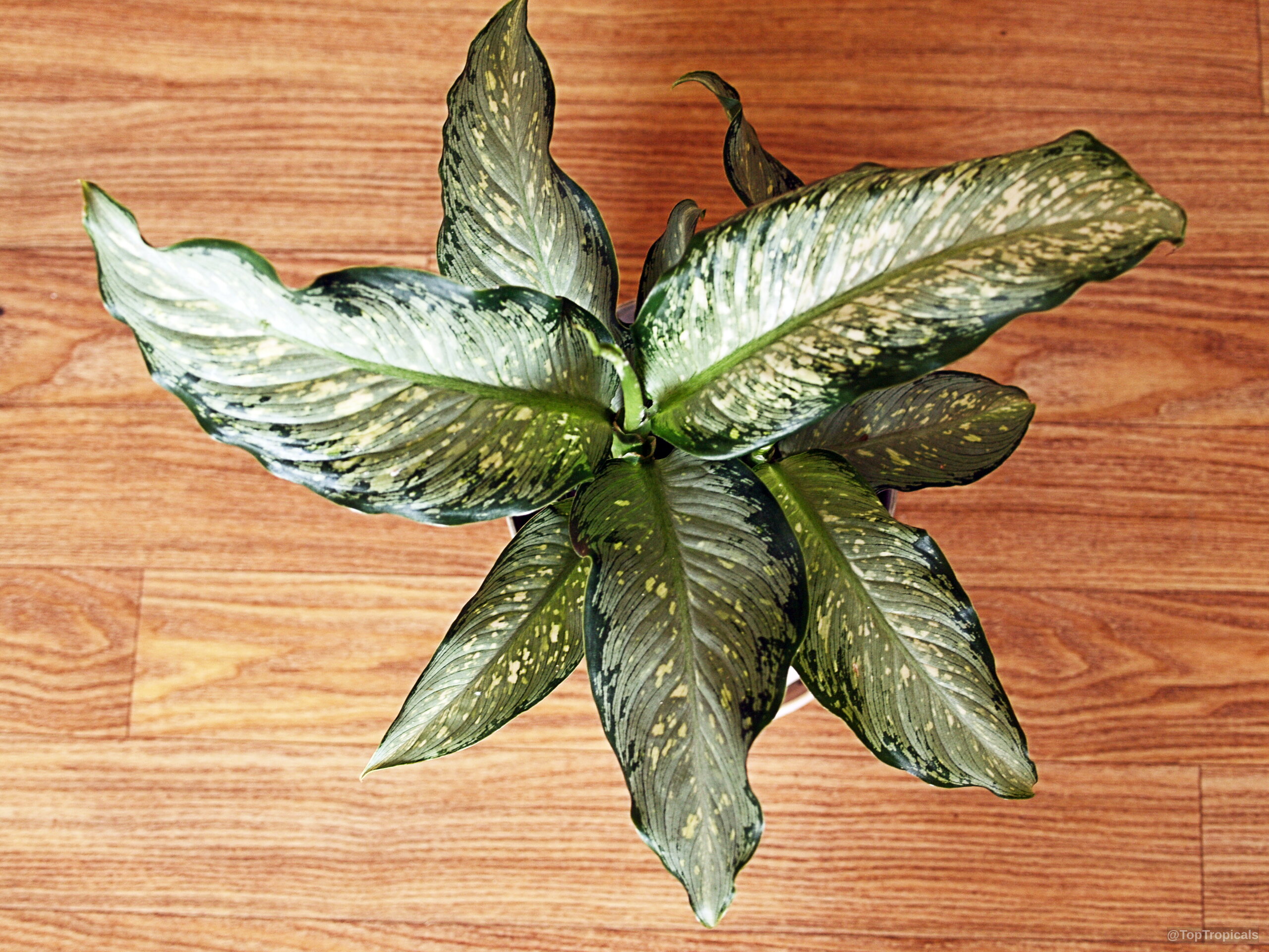 Dieffenbachia seguine (Dumbcane) with pointed leaves containing green and cream colors on wooden surface. Dieffenbachia seguine (Dumbcane) green leaves with cream speckles captured in top down plant view
