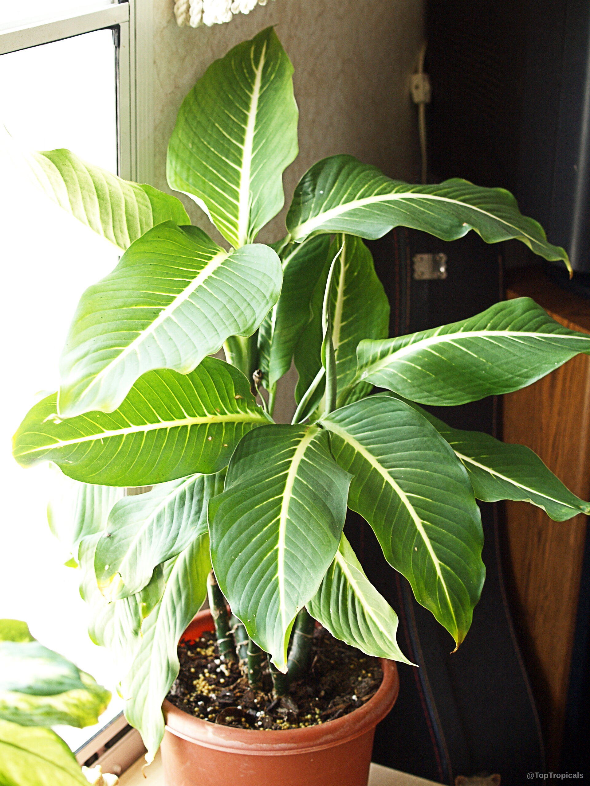 Dieffenbachia sp. (Dieffenbachia) plant with broad green leaves growing within a simple brown pot. Dieffenbachia sp. (Dieffenbachia) plant with green leaves and white streaks in a brown pot.