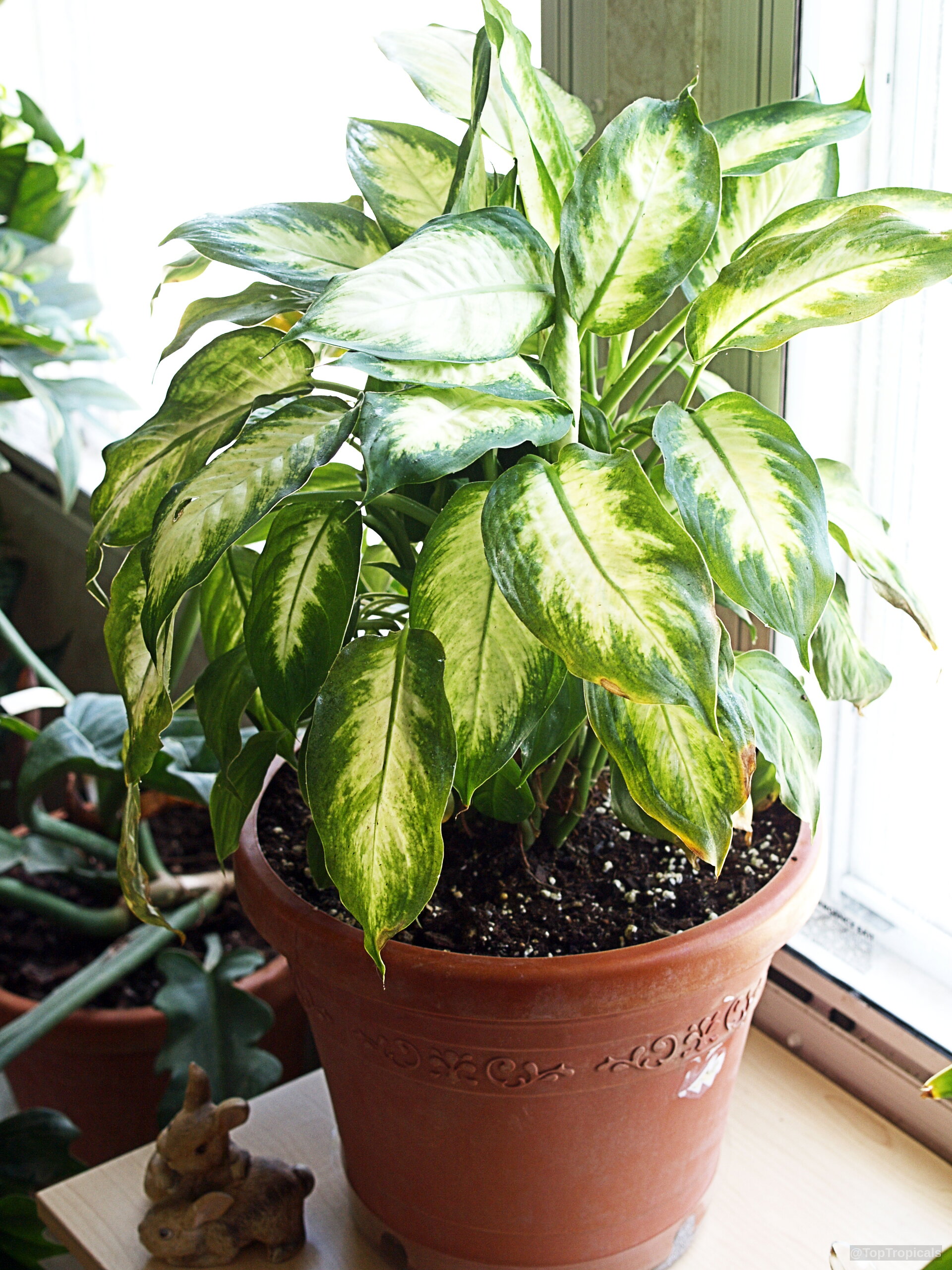 Dieffenbachia sp. (Dieffenbachia) foliage with white and green color in a simple brown clay pot Dieffenbachia sp. (Dieffenbachia) plant with green and white variegated oval leaves in brown pot