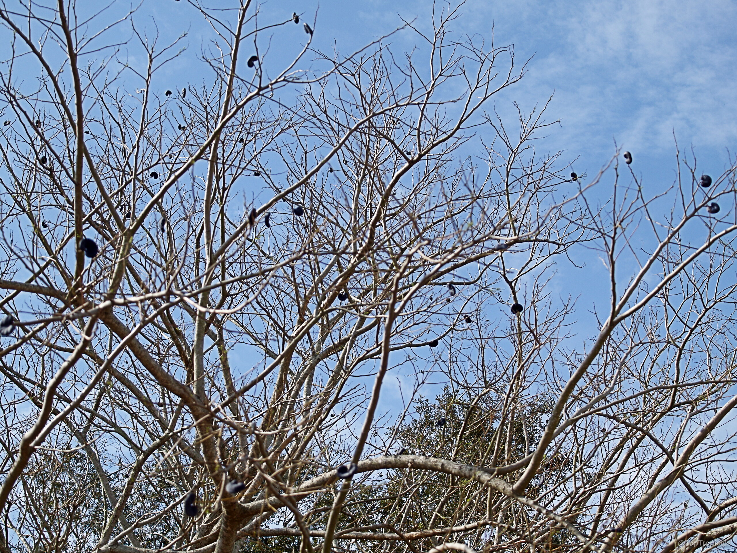 Enterolobium cyclocarpum (Monkey Ear) dormant tree branches carrying curved dark fruit against a clear sky. Enterolobium cyclocarpum (Monkey Ear) brown dormant tree branches with dark curved fruit against blue sky.