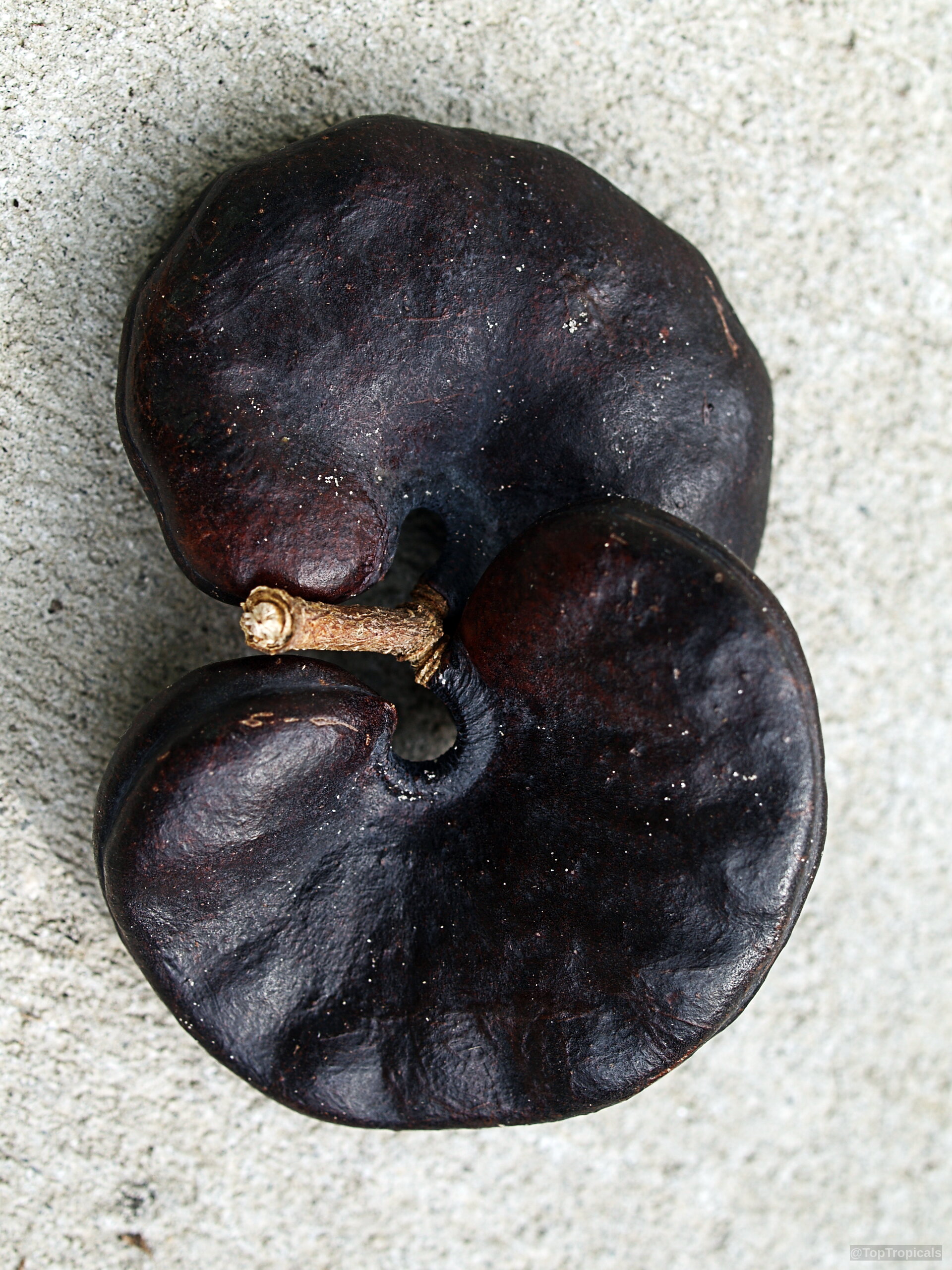Enterolobium cyclocarpum (Monkey Ear) dark brown fruit on a surface. Enterolobium cyclocarpum (Monkey Ear) dark brown fruit close up.
