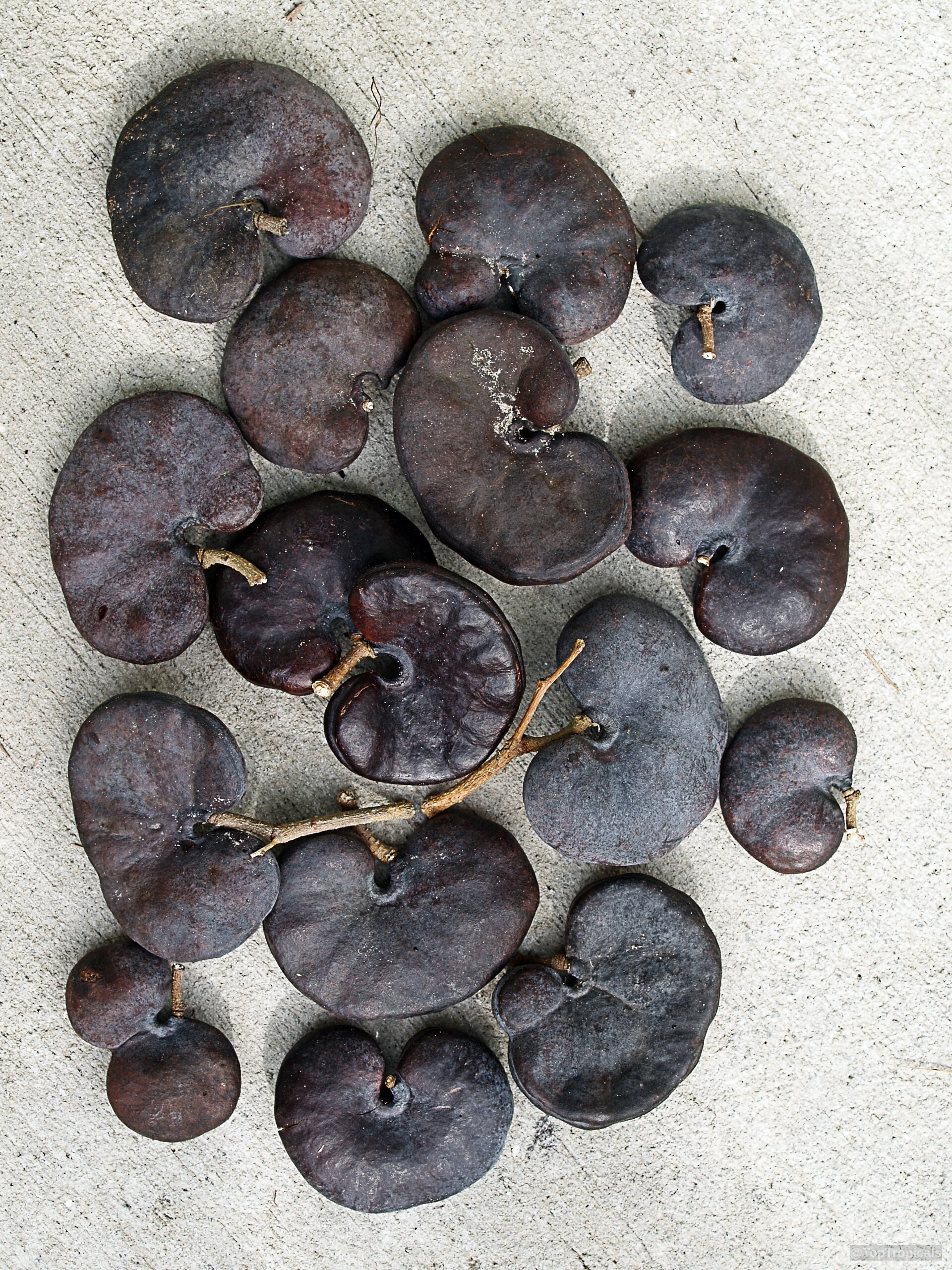 Enterolobium cyclocarpum (Monkey Ear) fruit pods with unique curved shapes lying on a concrete surface. Enterolobium cyclocarpum (Monkey Ear) dark brown fruit pods resting on a neutral concrete surface.