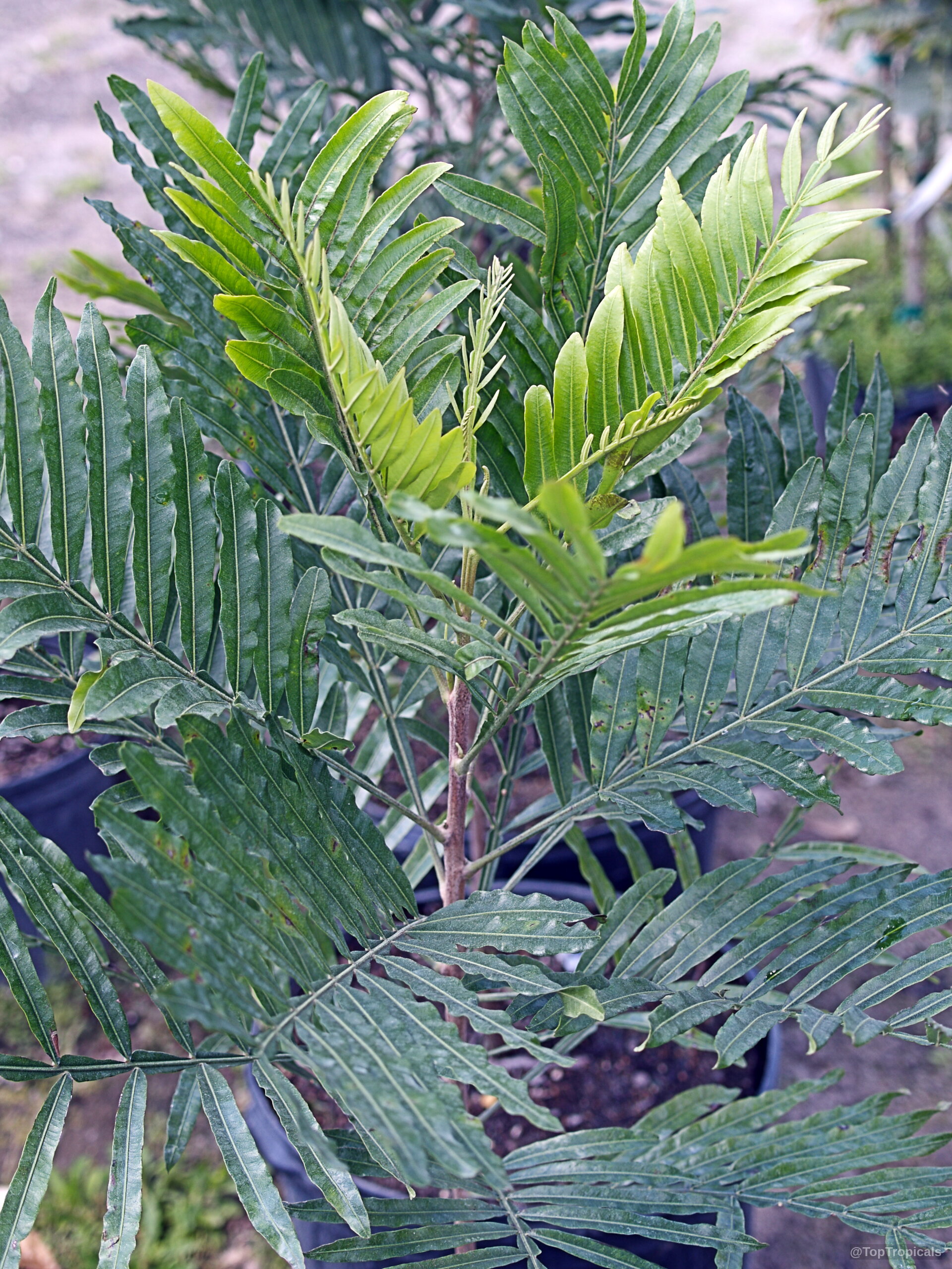 Filicium decipiens (Japanese Fern Tree) displaying pinnate foliage with lighter green new growth in black container. Filicium decipiens (Japanese Fern Tree) dark green glossy leaves on a small nursery plant.