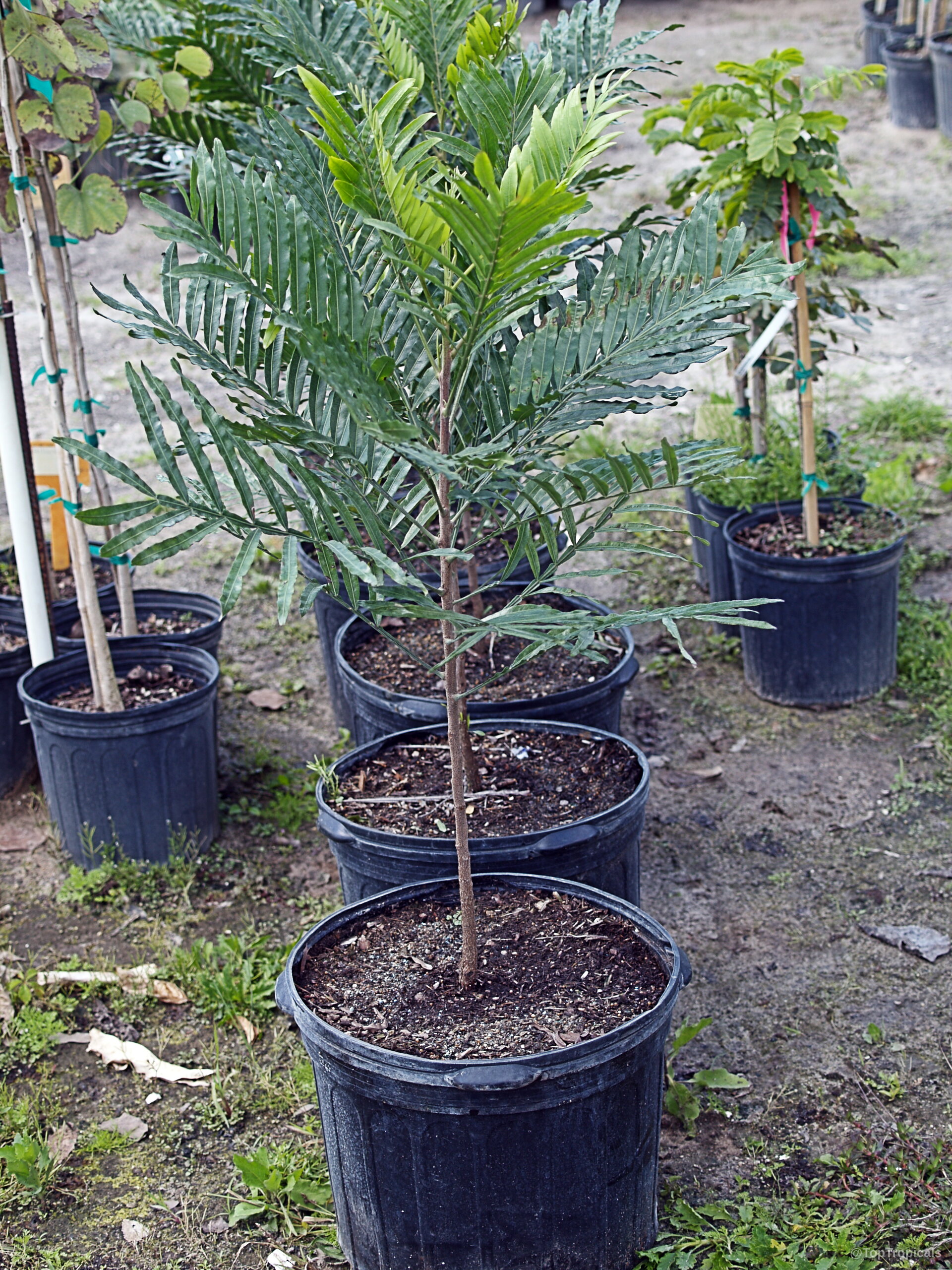 Filicium decipiens (Japanese Fern Tree) grown in a black nursery container with long pinnate foliage. Filicium decipiens (Japanese Fern Tree) dark green glossy leaves on a thin woody plant stem.