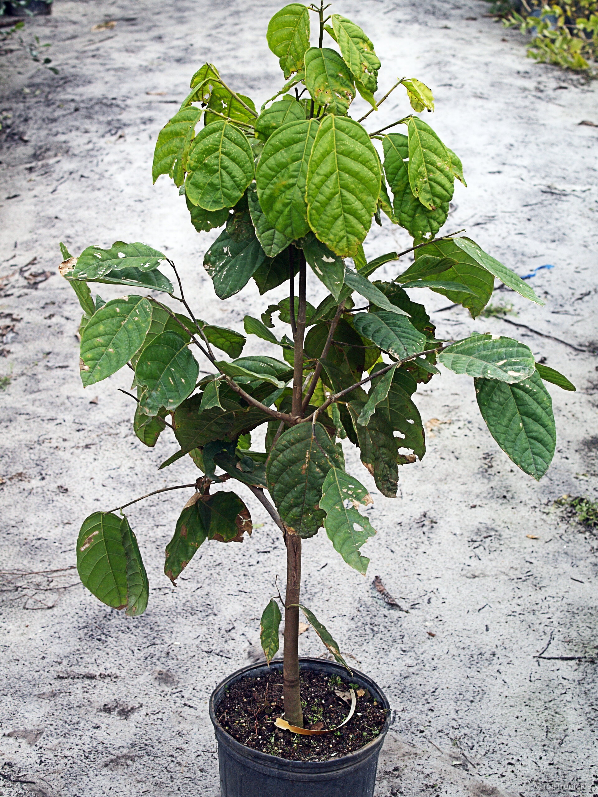 Quararibea funebris (Rosita de Cacao) young sapling with many pointed green leaves in a pot Quararibea funebris (Rosita de Cacao) plant with green leaves in a plastic container