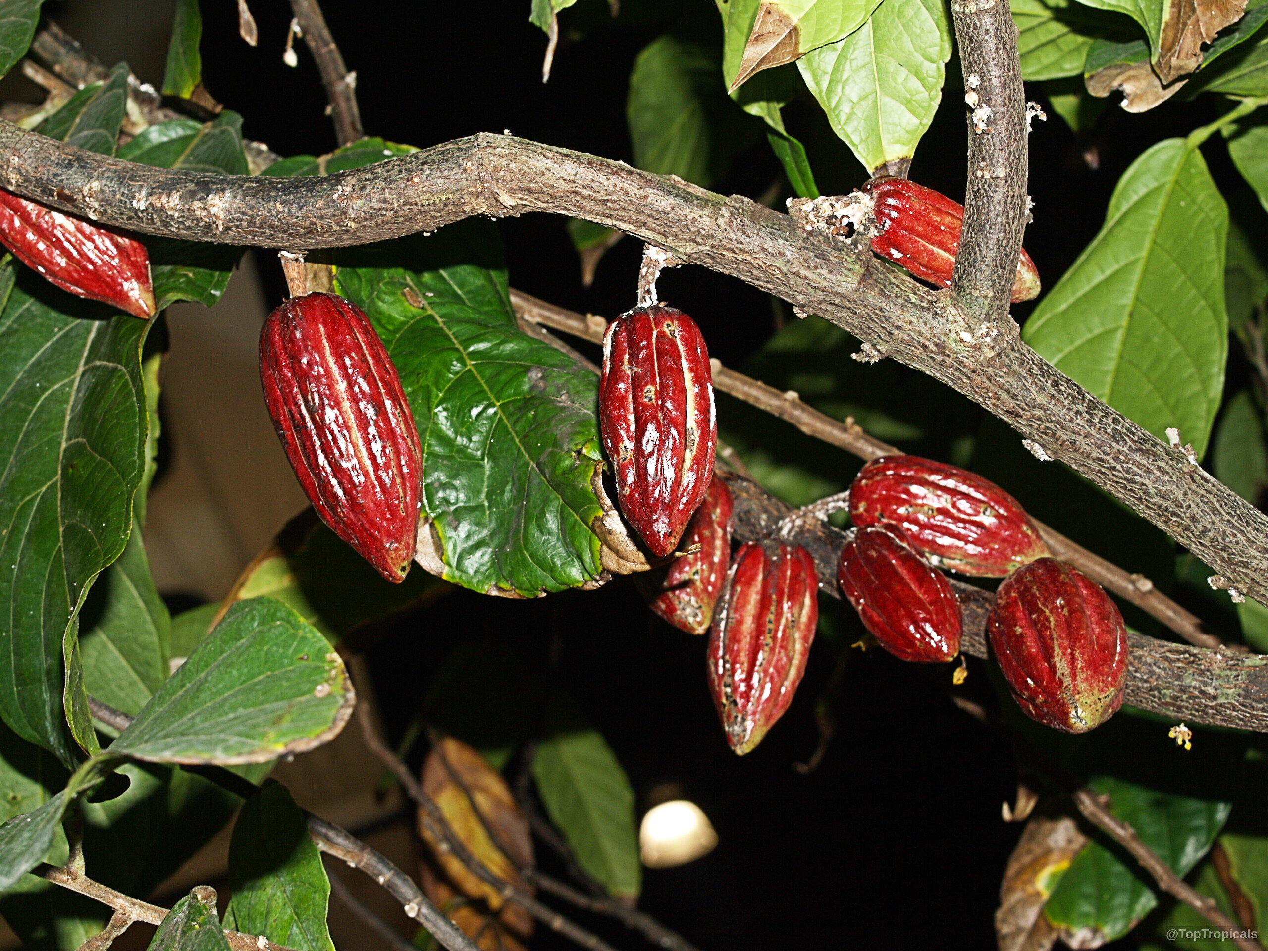 Theobroma cacao (Chocolate Tree) with multiple ripe red pods attached directly to a wooden branch. Theobroma cacao (Chocolate Tree) with red fruit hanging from a branch in close up
