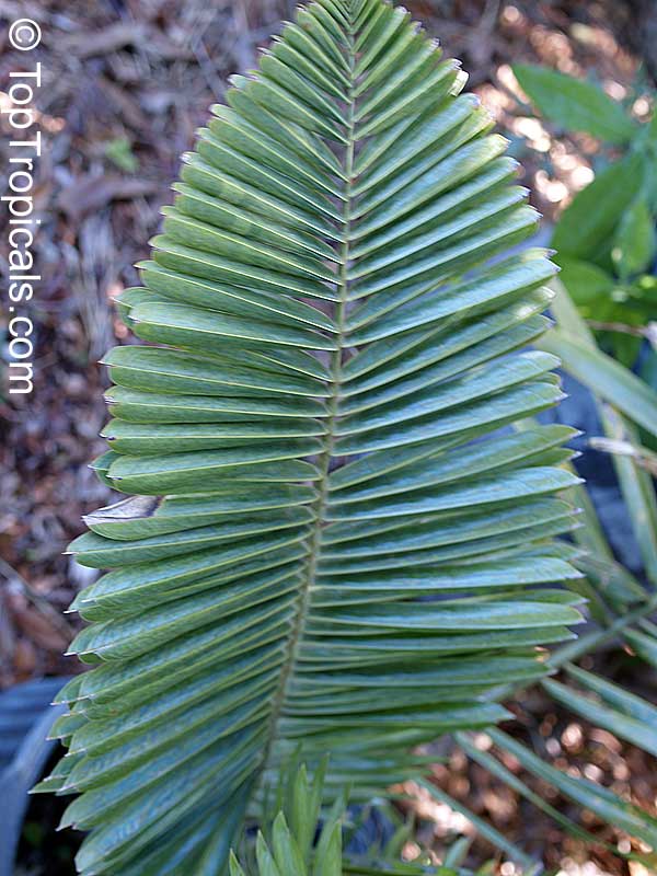 Polyandrococos caudescens, Diplothemium caudescens, Buri Palm