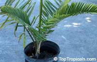 Polyandrococos caudescens, Diplothemium caudescens, Buri Palm

Click to see full-size image