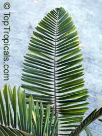 Polyandrococos caudescens, Diplothemium caudescens, Buri Palm

Click to see full-size image