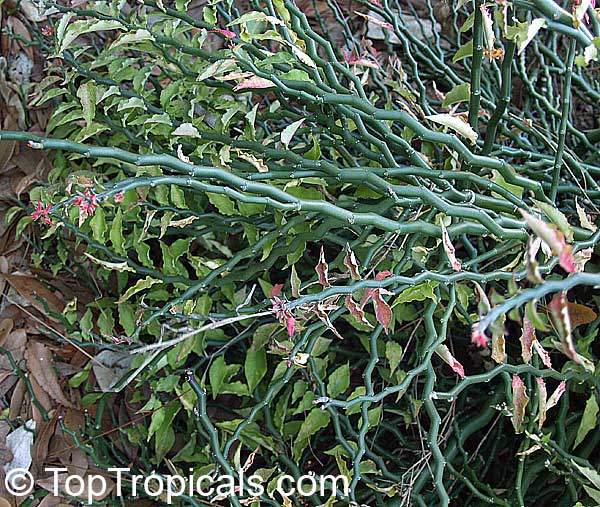 Euphorbia tithymaloides, Pedilanthus tithymaloides, Devil's backbone, Zigzag plant, Jacob's ladder