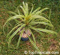 Beaucarnea guatemalensis, Red Ponytail Plant, Guatemala Pony Tail

Click to see full-size image