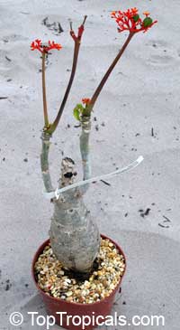 Jatropha podagrica, Gout Plant, Gout Stick, Buddha Belly, Guatemala Rhubarb, Tartogo