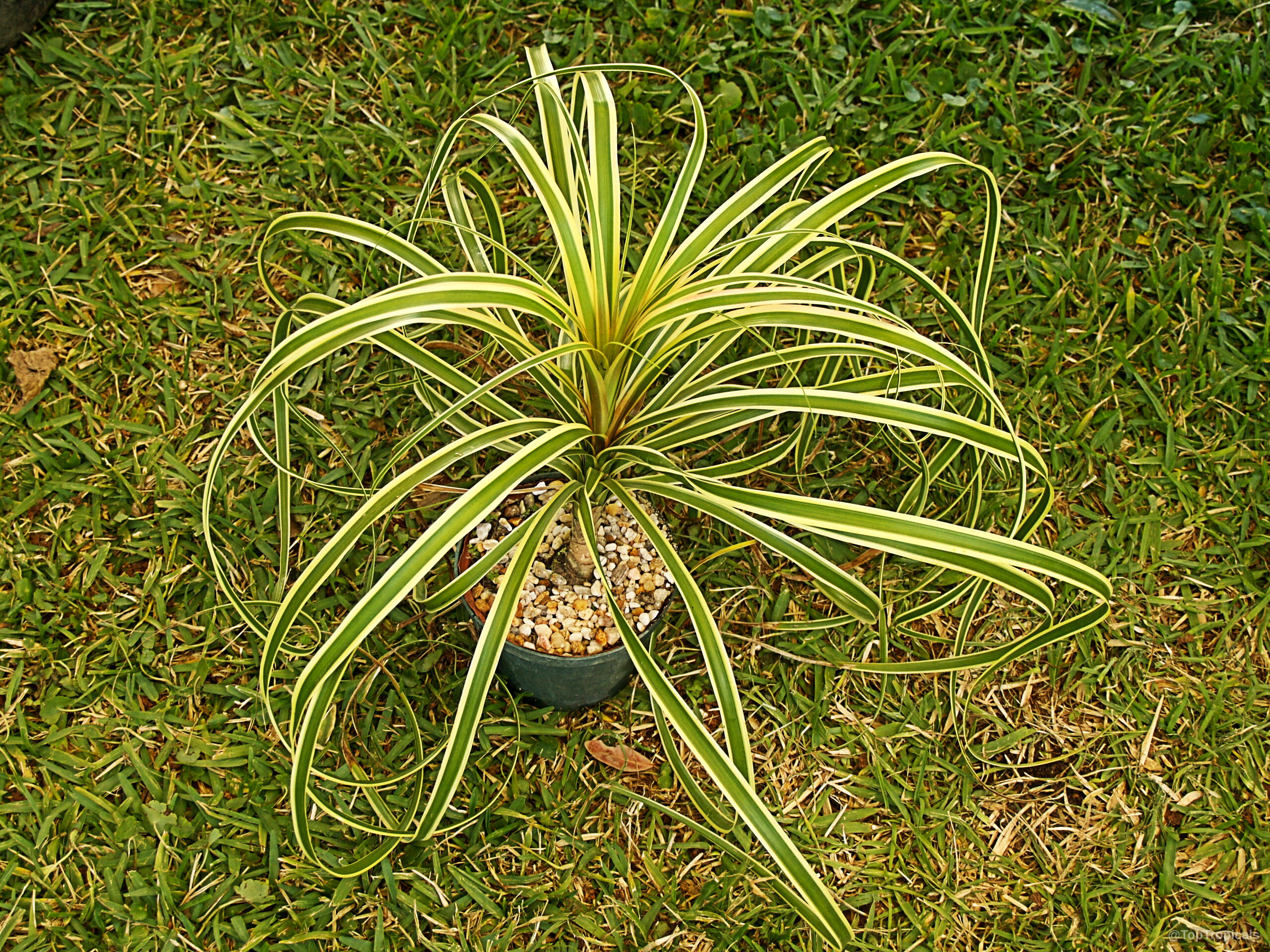 Beaucarnea guatemalensis (Red Ponytail Plant) grows long green and yellow leaves from a dark pot Beaucarnea guatemalensis (Red Ponytail Plant) green yellow leaves arching from a small plastic container