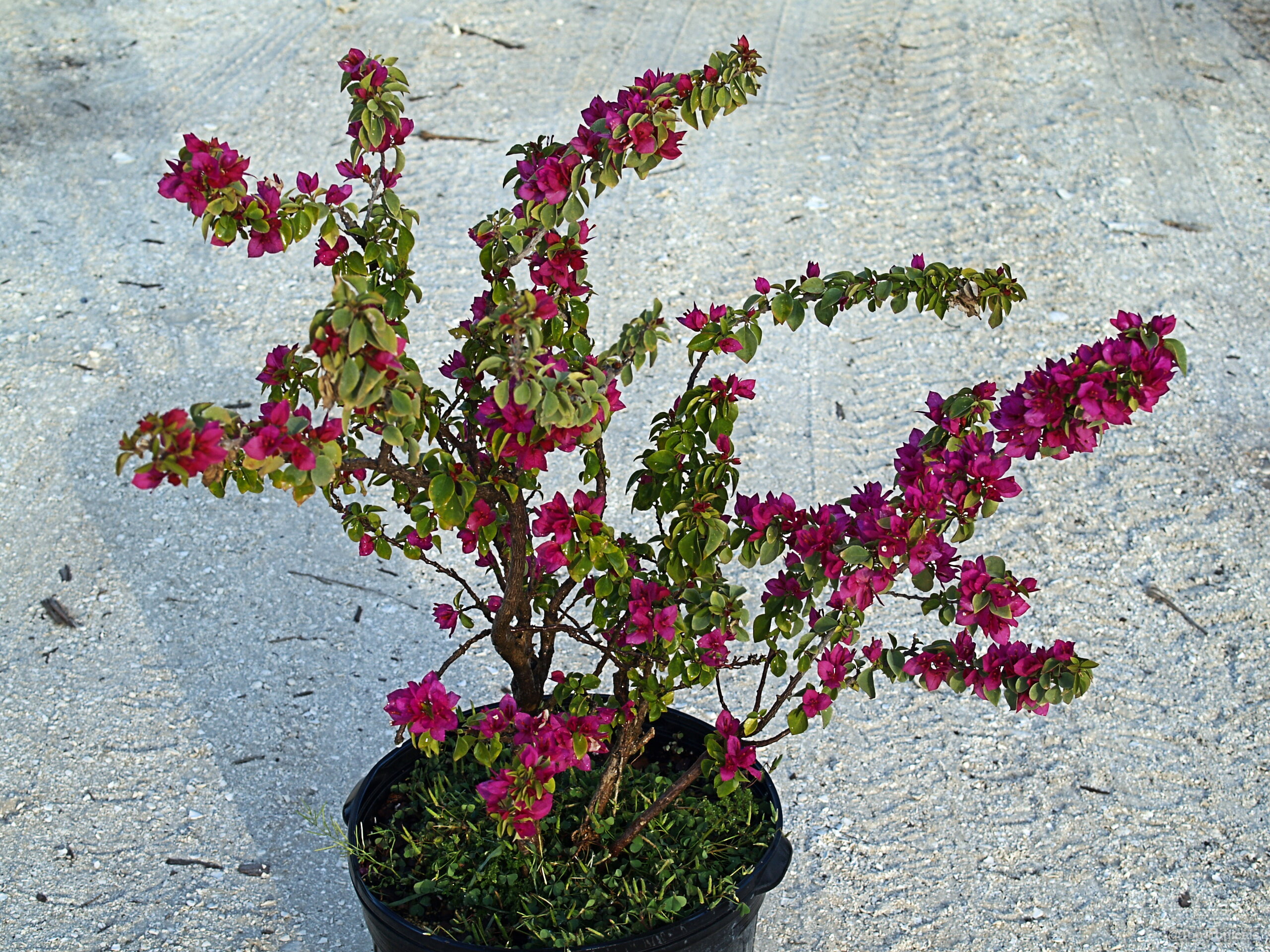 Bougainvillea arborea (Dwarf Bonsai Bougainvillea) 'Dwarf' plant with many small magenta flower clusters. Bougainvillea arborea (Dwarf Bonsai Bougainvillea) 'Dwarf' magenta flower plant with green leaves in black pot.