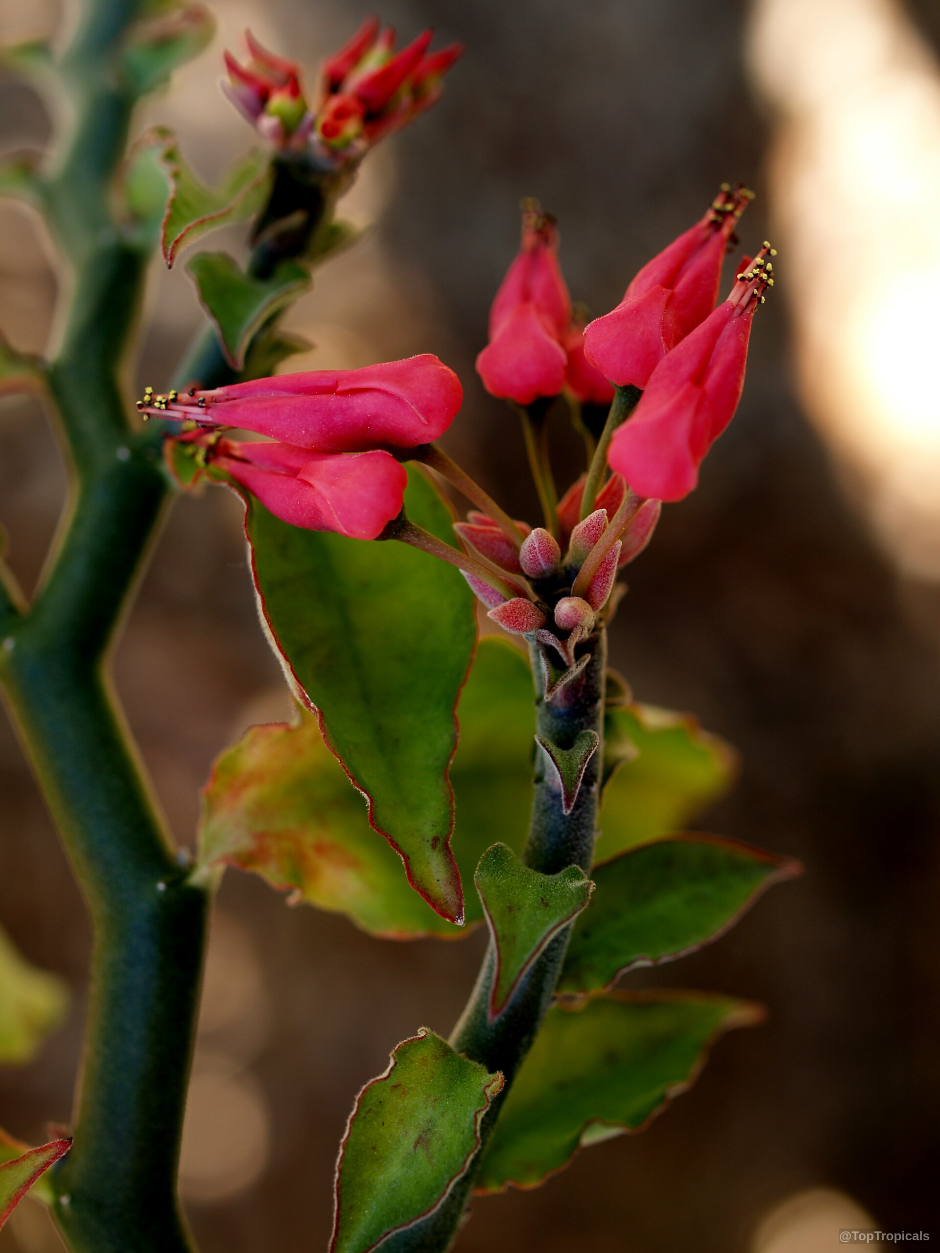 Euphorbia tithymaloides (Devil's backbone) magenta flower clusters and green leaves on a segmented stem Euphorbia tithymaloides (Devil's backbone) magenta flower close up on a zig-zag stem plant
