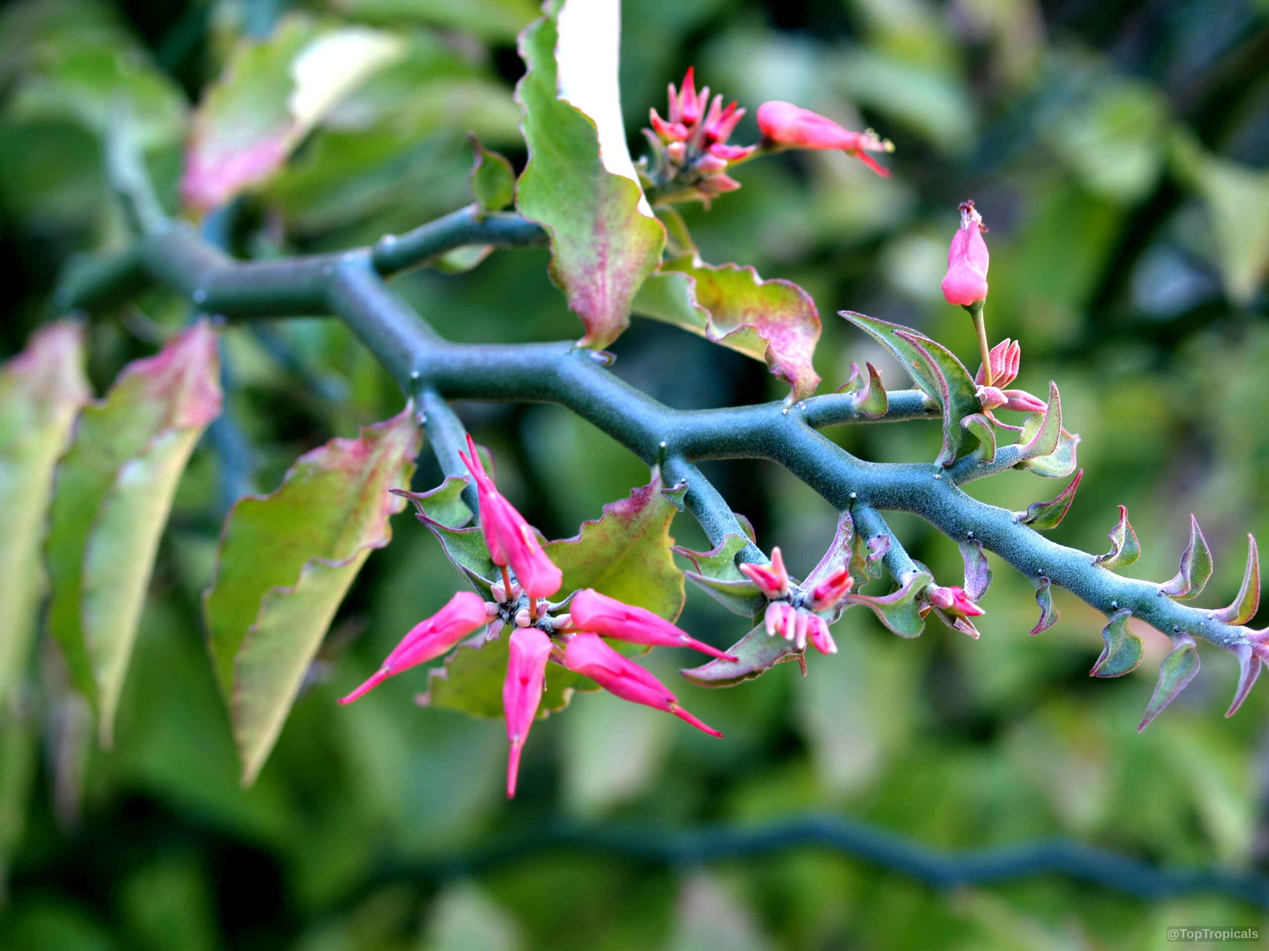 Euphorbia tithymaloides (Devil's backbone) branch with pink flower buds and thick zigzagging green stems Euphorbia tithymaloides (Devil's backbone) pink flower buds along the zigzagging green stem close up