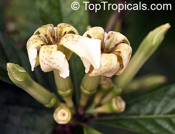 Randia sp. Joseph Fondeur, Atractocarpus sp., Randia