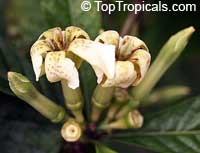 Randia sp. Joseph Fondeur, Atractocarpus sp., Randia

Click to see full-size image
