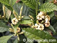Randia sp. Joseph Fondeur, Atractocarpus sp., Randia

Click to see full-size image