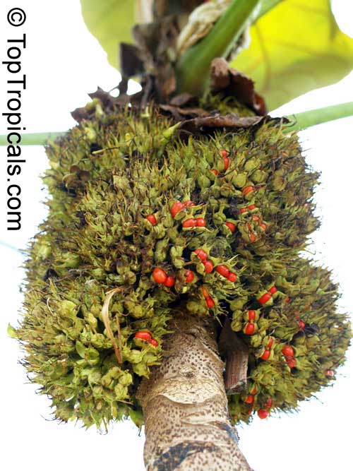 Macaranga grandifolia