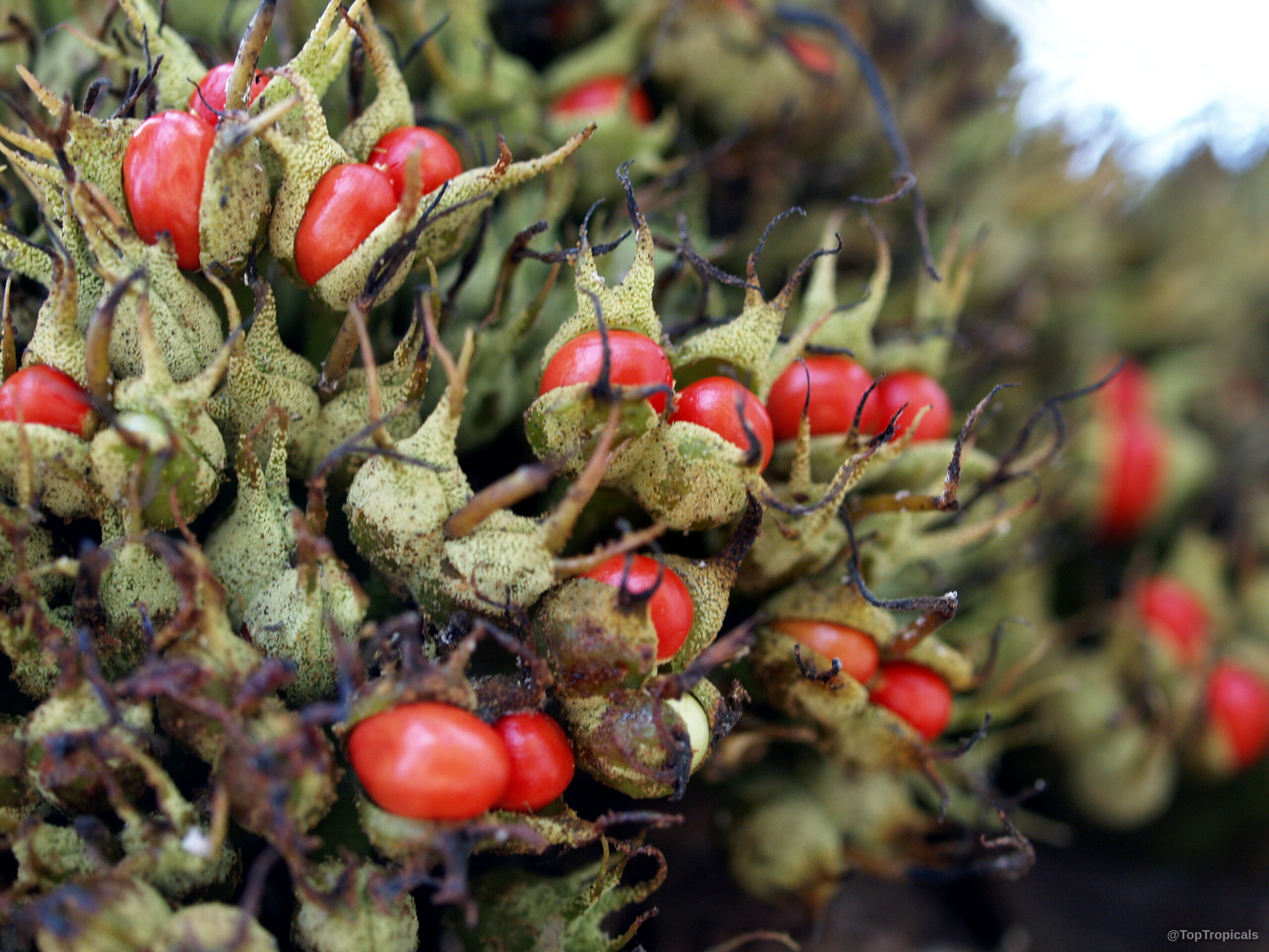 Macaranga grandifolia (Macaranga) red fruit seeds nestled inside textured light green capsules on the tree. Macaranga grandifolia (Macaranga) red fruit close up, textured green pods clustered together for identification.