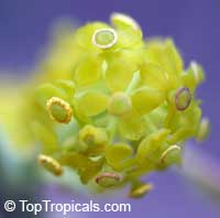 Stephania erecta, Stephania

Click to see full-size image