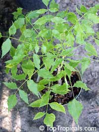 Steganotaenia araliacea, Carrot Tree