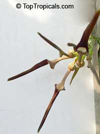 Aristolochia tagala, Aristolochia acuminata, Aristolochia roxburghiana, Indian Birthwort, Oval leaf Dutchman's Pipe

Click to see full-size image