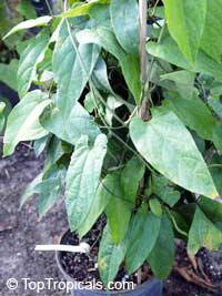Aristolochia tagala, Aristolochia acuminata, Aristolochia roxburghiana, Indian Birthwort, Oval leaf Dutchman's Pipe

Click to see full-size image