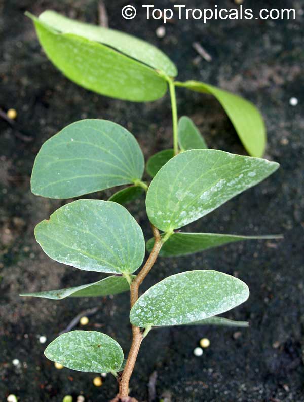 Colophospermum mopane, Mopane, Turpentine Tree 