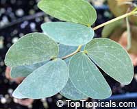 Colophospermum mopane, Mopane, Turpentine Tree 

Click to see full-size image