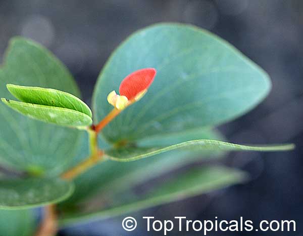 Colophospermum mopane, Mopane, Turpentine Tree . Young leaves have red color