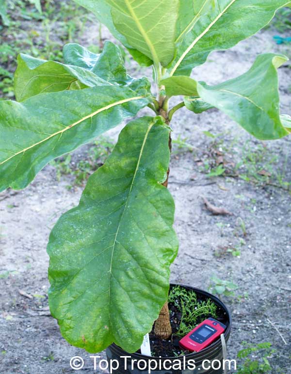 Deplanchea sp., Golden Bouquet, Yellow Pagoda Tree. Deplanchea tetraphylla. 18 inch long leaves (red phone is 4 inches)