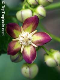 Mondia whytei - seeds

Click to see full-size image