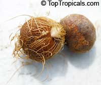 Euterpe oleracea, Asai, Assai, Acai, Cabbage Palm, Pina Palm

Click to see full-size image